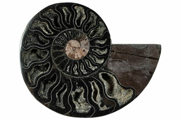 Cut & Polished Ammonite Fossil (Half) - Unusual Black Color #286660